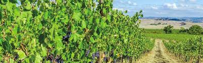 2022 Gran Villarini Apassimento Rosso Puglia Blend Red