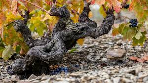 Discoverying the 2019 Breca Old Vine Garnacha