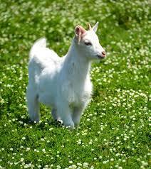2022  Little White Goat  Sauvignon Blanc